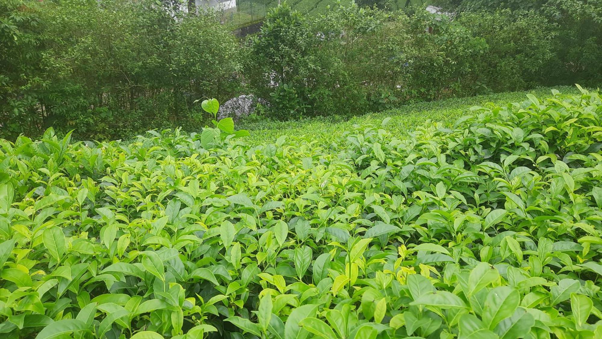 Paradise Meadows Vagamon Esterno foto